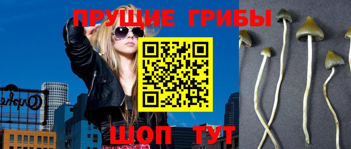 Псилоцибиновые грибы Psilocybine cubensis  Вход с VPN  Галлюциногенные грибы Psilocybine cubensis  Майкоп 